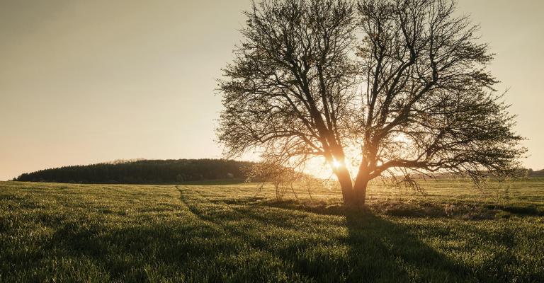 Single tree in landscape